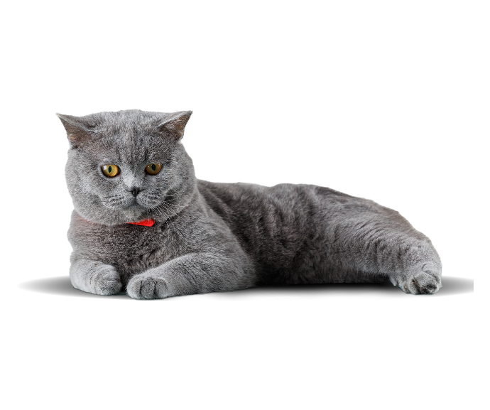 Best cat wet food. grey Scottish fold cat image