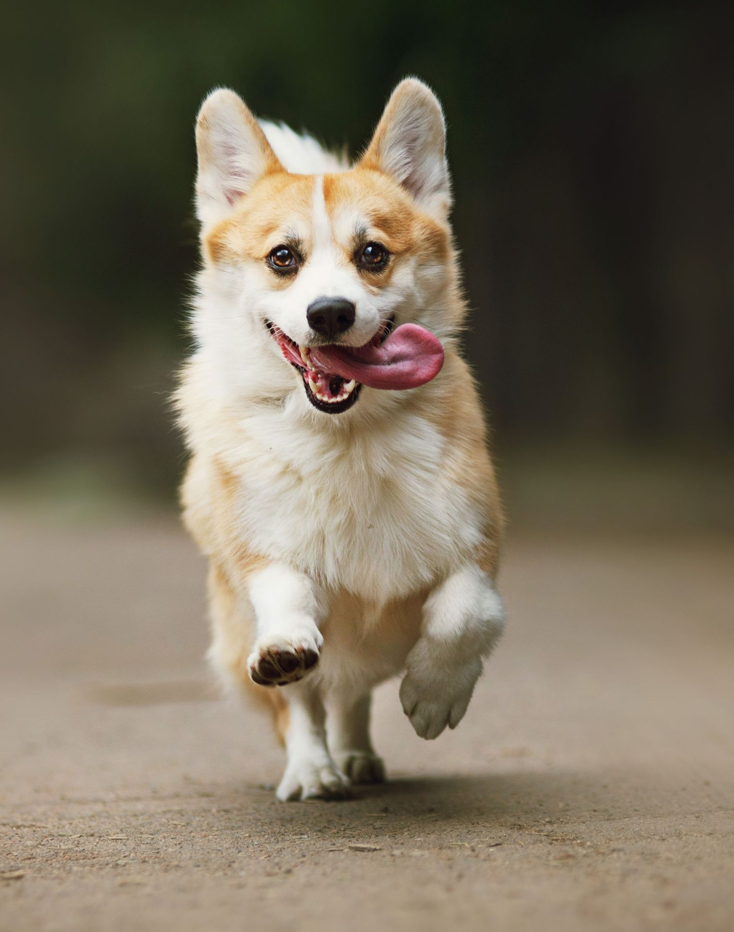 best salmon oil for dogs : schesir premium pet food in uae