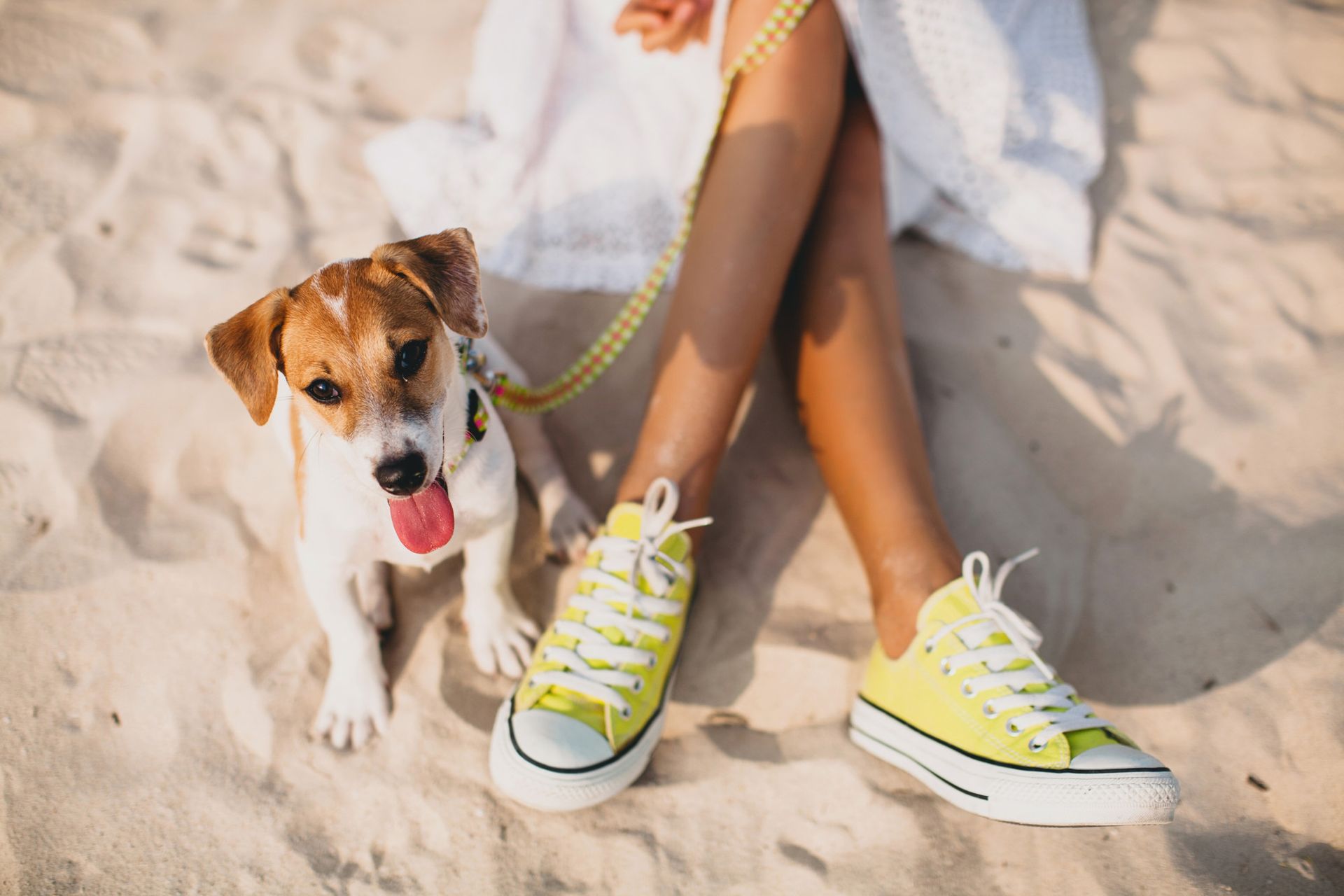 pets in uae summer